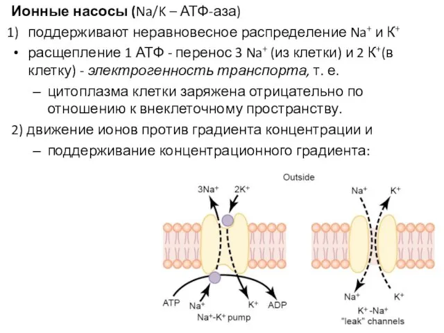 Ионные насосы (Na/K – АТФ-аза) поддерживают неравновесное распределение Na+ и К+