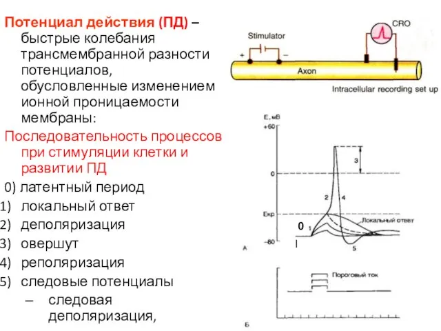 Потенциал действия (ПД) – быстрые колебания трансмембранной разности потенциалов, обусловленные изменением