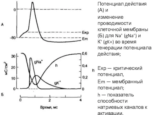 Потенциал действия (А) и изменение проводимости клеточной мембраны (Б) для Na+