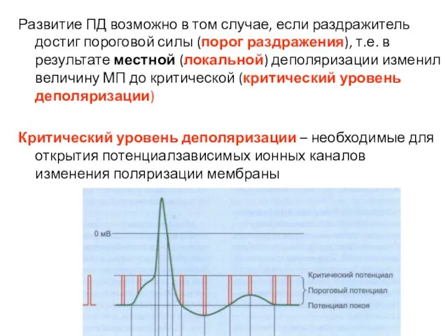 Развитие ПД возможно в том случае, если раздражитель достиг пороговой силы