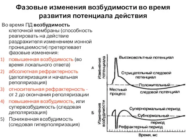 Фазовые изменения возбудимости во время развития потенциала действия Во время ПД