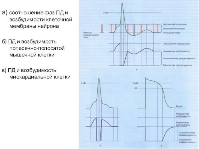 а) соотношение фаз ПД и возбудимости клеточной мембраны нейрона б) ПД