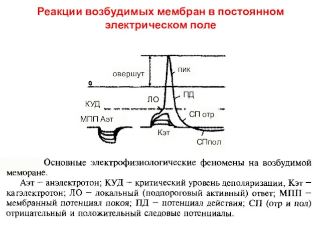 Реакции возбудимых мембран в постоянном электрическом поле овершут пик Кэт МПП