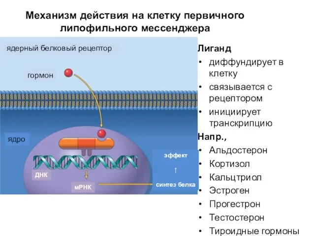 Лиганд диффундирует в клетку связывается с рецептором инициирует транскрипцию Напр., Альдостерон