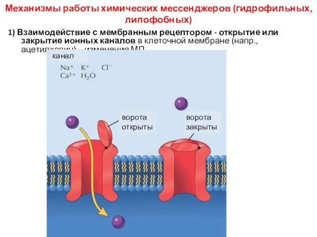 Механизмы работы химических мессенджеров (гидрофильных, липофобных) 1) Взаимодействие с мембранным рецептором