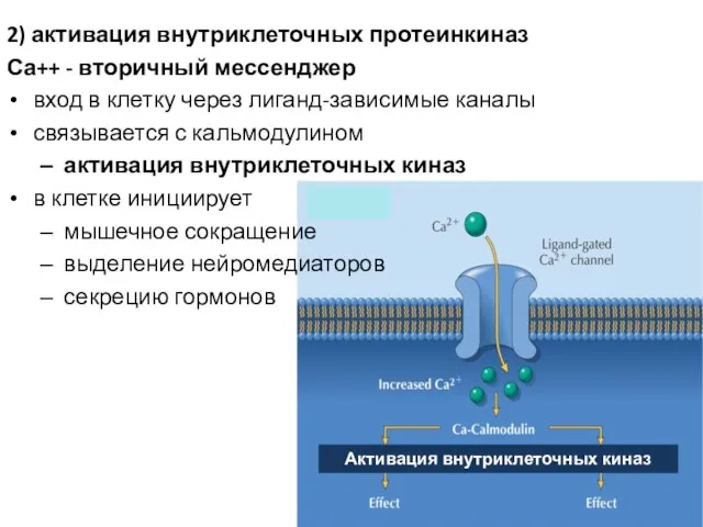 2) активация внутриклеточных протеинкиназ Са++ - вторичный мессенджер вход в клетку