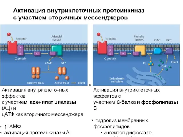 Активация внутриклеточных эффектов с участием аденилат циклазы (АЦ) и цАТФ как