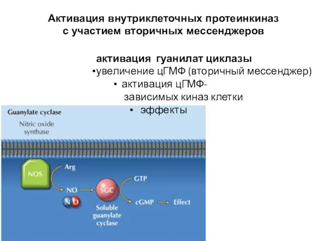 активация гуанилат циклазы увеличение цГМФ (вторичный мессенджер) активация цГМФ- зависимых киназ