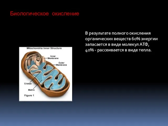 Биологическое окисление В результате полного окисления органических веществ 60% энергии запасается