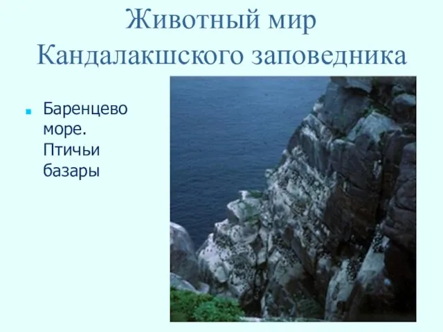 Животный мир Кандалакшского заповедника Баренцево море. Птичьи базары