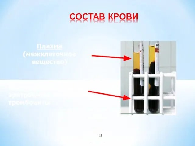 Плазма (межклеточное вещество) Форменные элементы: эритроциты, лейкоциты, тромбоциты