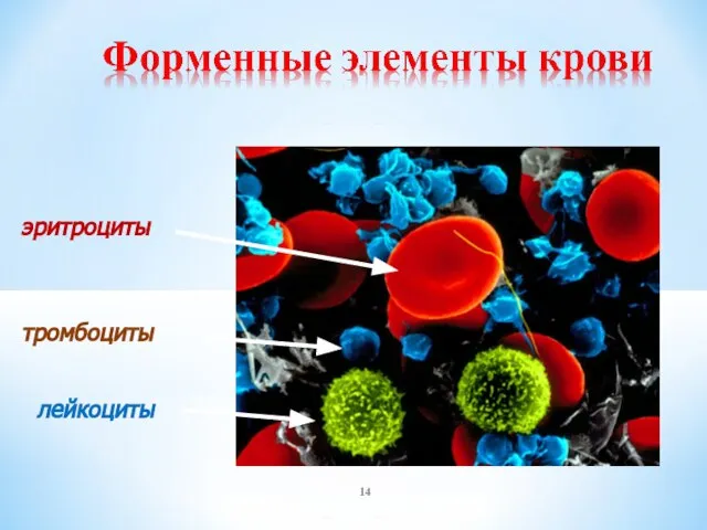 эритроциты лейкоциты тромбоциты