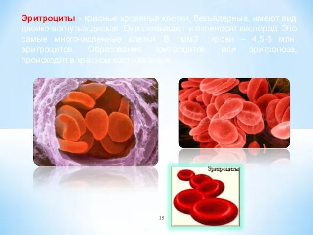 Эритроциты - красные кровяные клетки, безъядерные, имеют вид двояко-вогнутых дисков. Они