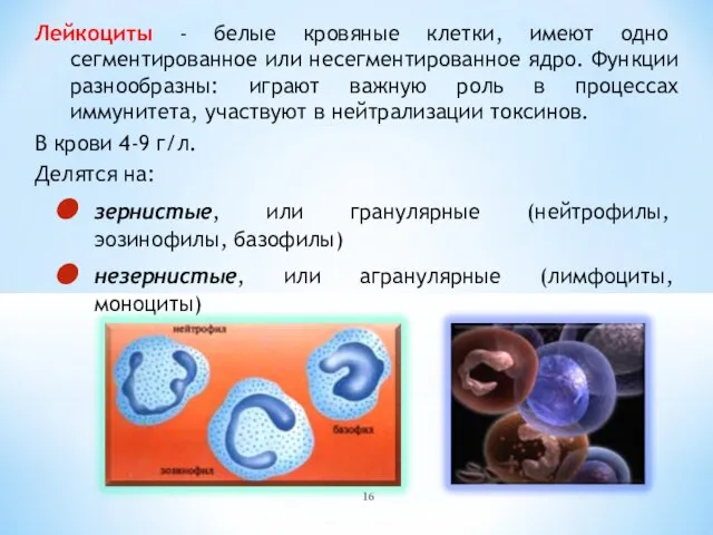 Лейкоциты - белые кровяные клетки, имеют одно сегментированное или несегментированное ядро.