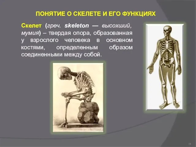 ПОНЯТИЕ О СКЕЛЕТЕ И ЕГО ФУНКЦИЯХ Скелет (греч. skeleton — высохший,