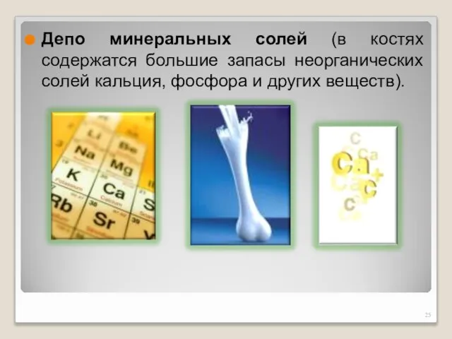 Депо минеральных солей (в костях содержатся большие запасы неорганических солей кальция, фосфора и других веществ).