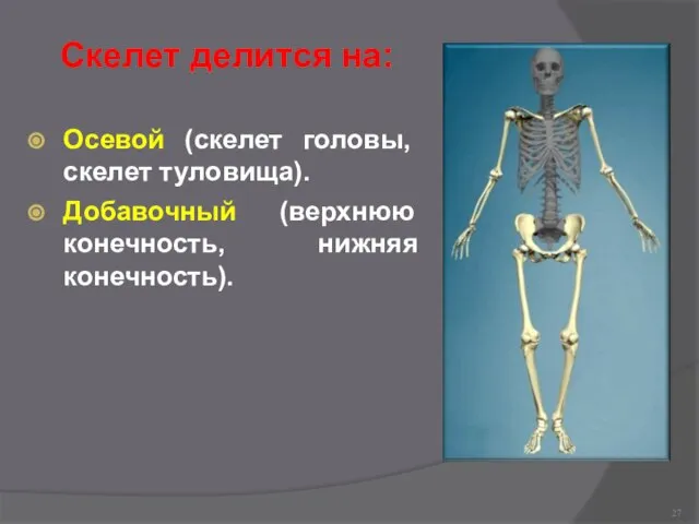 Скелет делится на: Осевой (скелет головы, скелет туловища). Добавочный (верхнюю конечность, нижняя конечность).