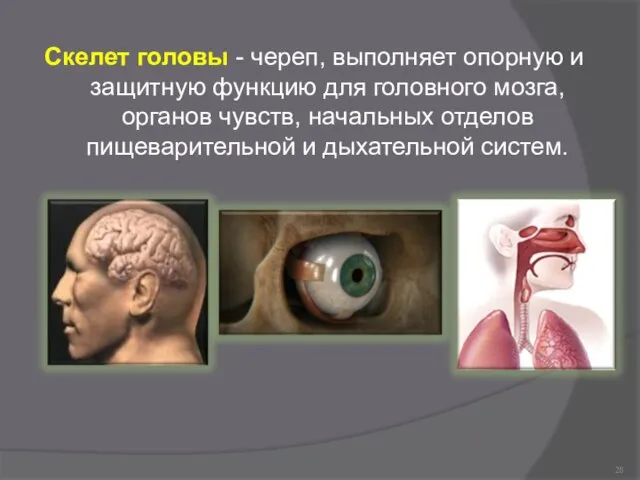 Скелет головы - череп, выполняет опорную и защитную функцию для головного
