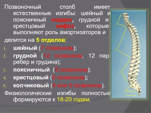 Позвоночный столб имеет естественные изгибы: шейный и поясничный лордоз, грудной и