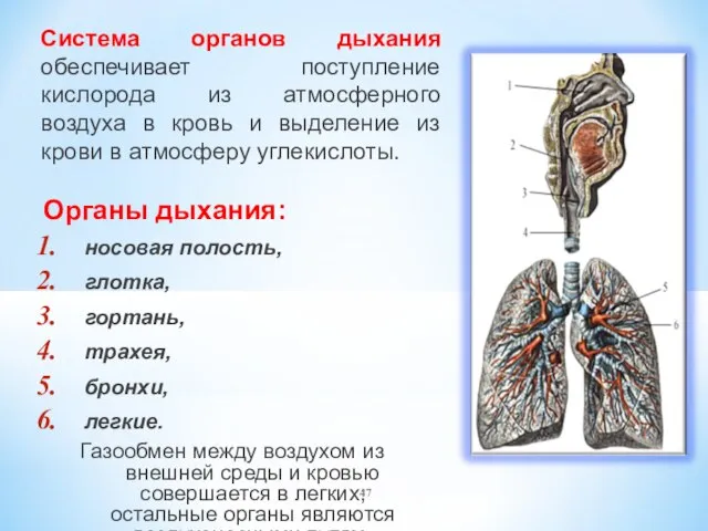 Органы дыхания: носовая полость, глотка, гортань, трахея, бронхи, легкие. Газообмен между