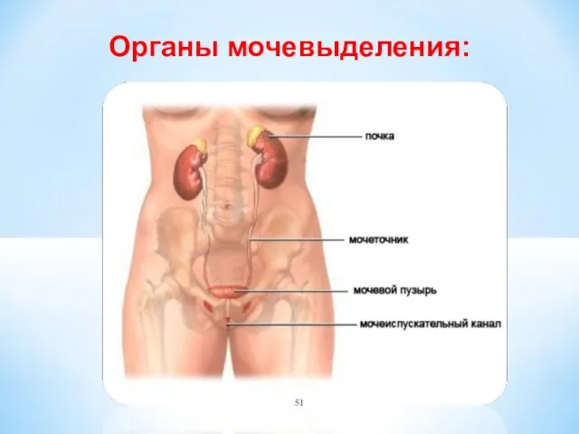 Органы мочевыделения: