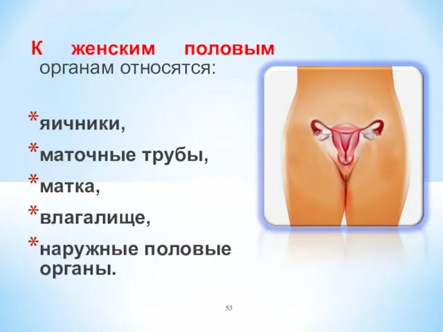 К женским половым органам относятся: яичники, маточные трубы, матка, влагалище, наружные половые органы.