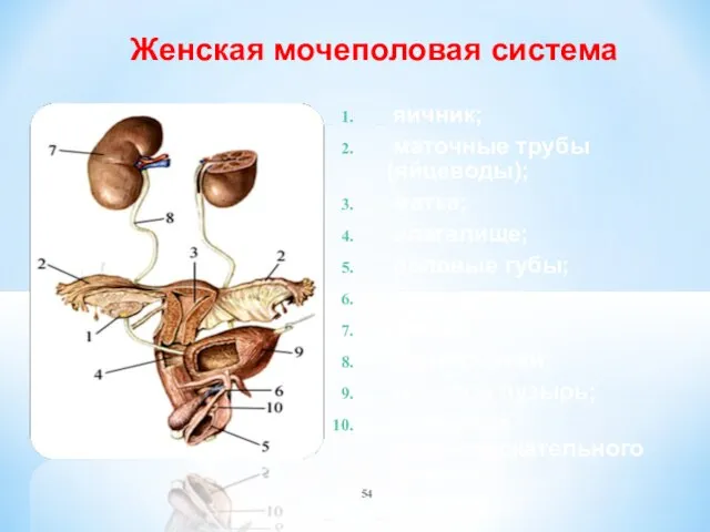 Женская мочеполовая система яичник; маточные трубы (яйцеводы); матка; влагалище; половые губы;