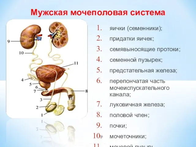 Мужская мочеполовая система яички (семенники); придатки яичек; семявыносящие протоки; семенной пузырек;