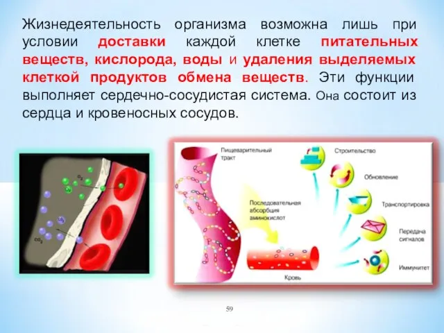 Жизнедеятельность организма возможна лишь при условии доставки каждой клетке питательных веществ,