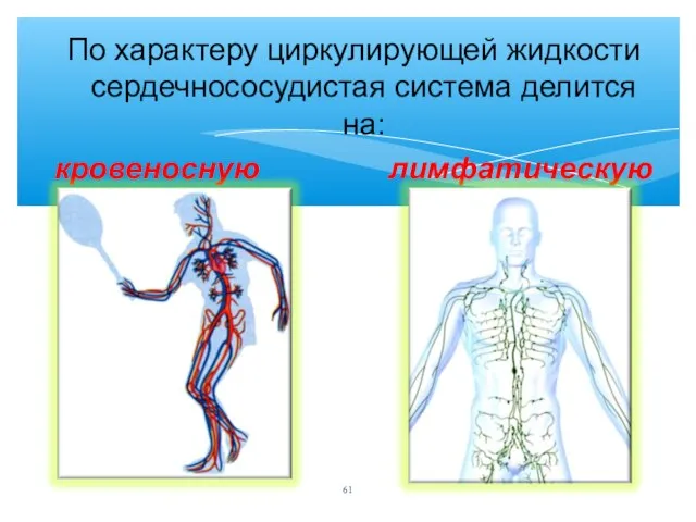 По характеру циркулирующей жидкости сердечнососудистая система делится на: кровеносную лимфатическую