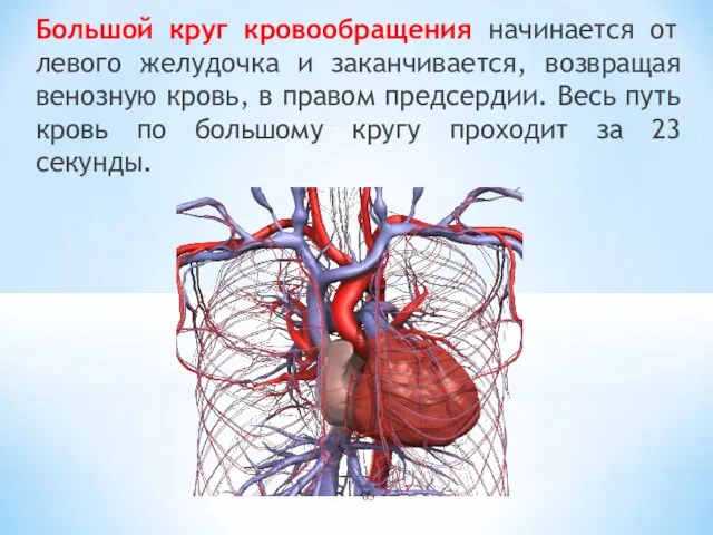 Большой круг кровообращения начинается от левого желудочка и заканчивается, возвращая венозную