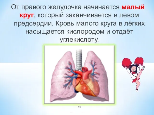 От правого желудочка начинается малый круг, который заканчивается в левом предсердии.