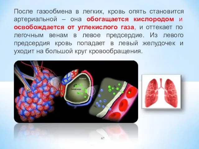 После газообмена в легких, кровь опять становится артериальной – она обогащается