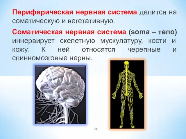 Периферическая нервная система делится на соматическую и вегетативную. Соматическая нервная система