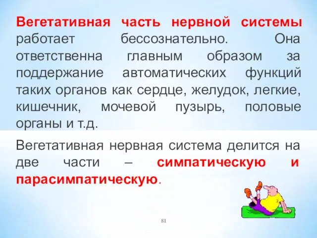 Вегетативная часть нервной системы работает бессознательно. Она ответственна главным образом за