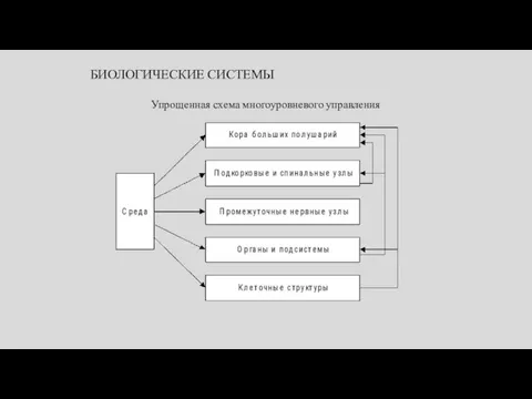 БИОЛОГИЧЕСКИЕ СИСТЕМЫ Упрощенная схема многоуровневого управления