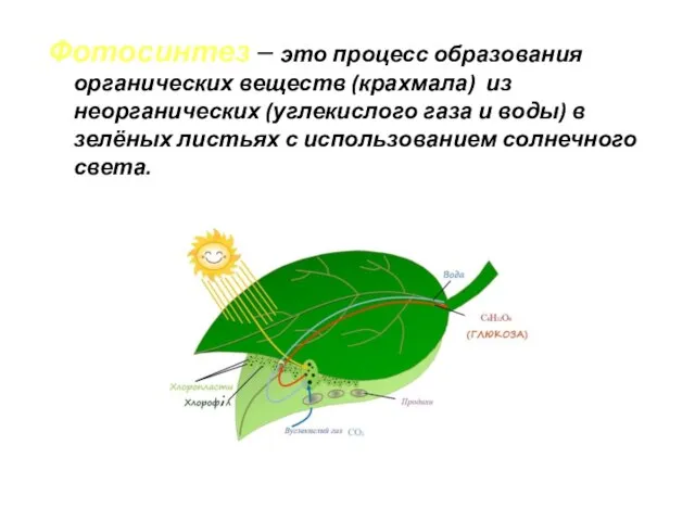 Фотосинтез – это процесс образования органических веществ (крахмала) из неорганических (углекислого