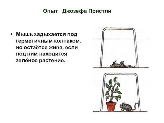 Опыт Джозефа Пристли Мышь задыхается под герметичным колпаком, но остаётся жива,