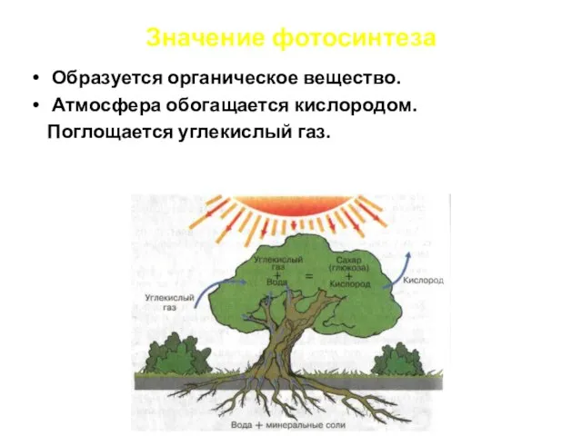 Значение фотосинтеза Образуется органическое вещество. Атмосфера обогащается кислородом. Поглощается углекислый газ.