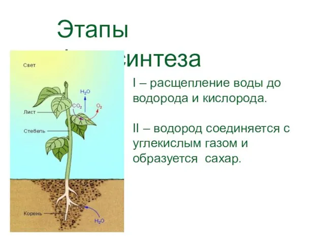 Этапы фотосинтеза Ι – расщепление воды до водорода и кислорода. II