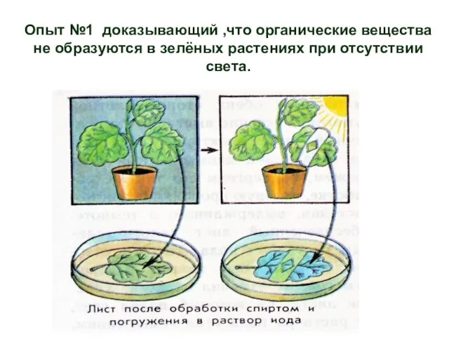 Опыт №1 доказывающий ,что органические вещества не образуются в зелёных растениях при отсутствии света.