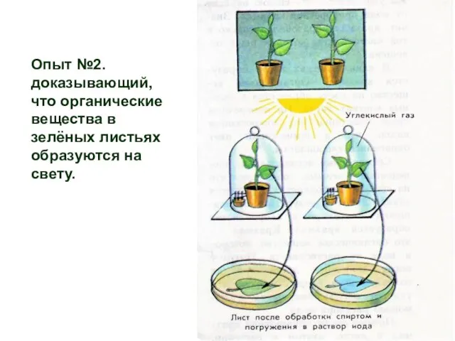 Опыт №2. доказывающий, что органические вещества в зелёных листьях образуются на свету.