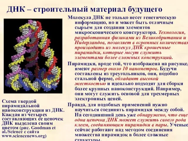 ДНК – строительный материал будущего Молекула ДНК не только несет генетическую