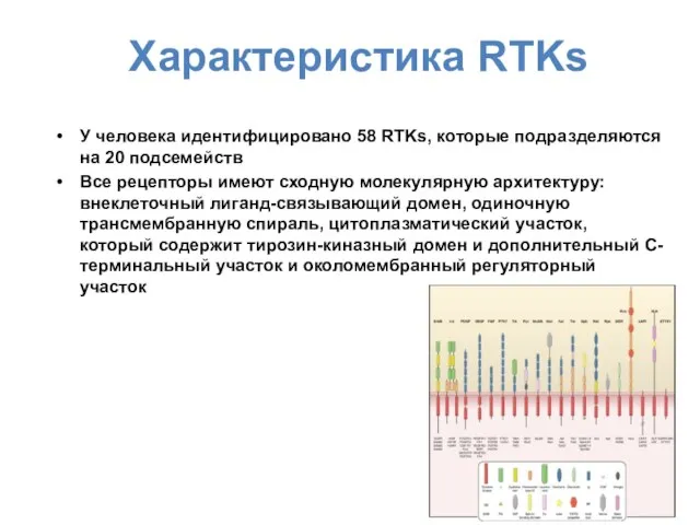 Характеристика RTKs У человека идентифицировано 58 RTKs, которые подразделяются на 20