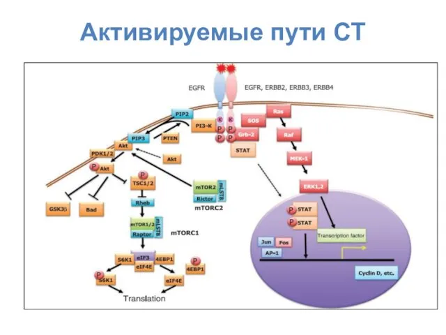 Активируемые пути СТ