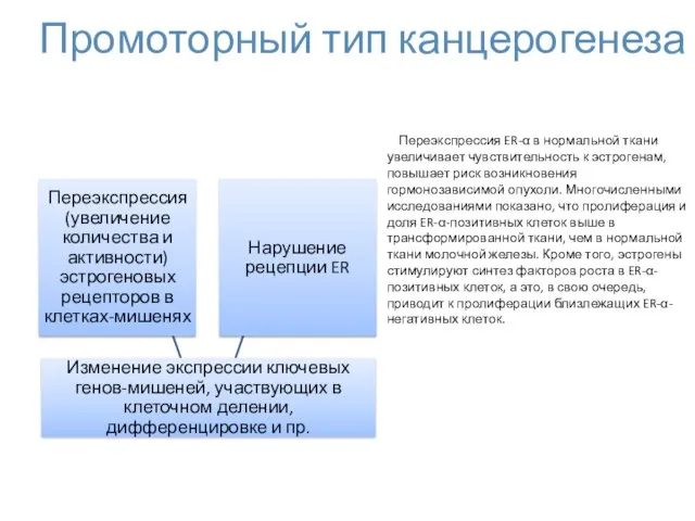 Промоторный тип канцерогенеза Переэкспрессия ER-α в нормальной ткани увеличивает чувствительность к