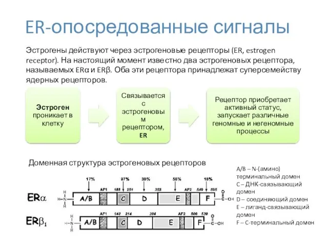 ER-опосредованные сигналы Доменная структура эстрогеновых рецепторов Эстрогены действуют через эстрогеновые рецепторы