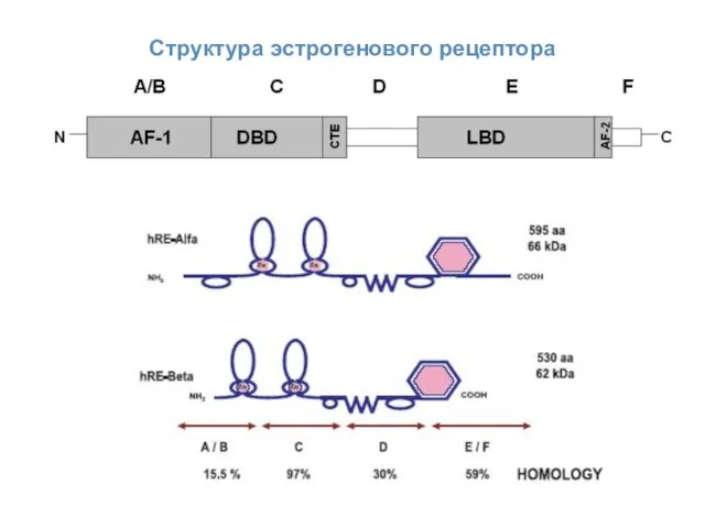 Структура эстрогенового рецептора