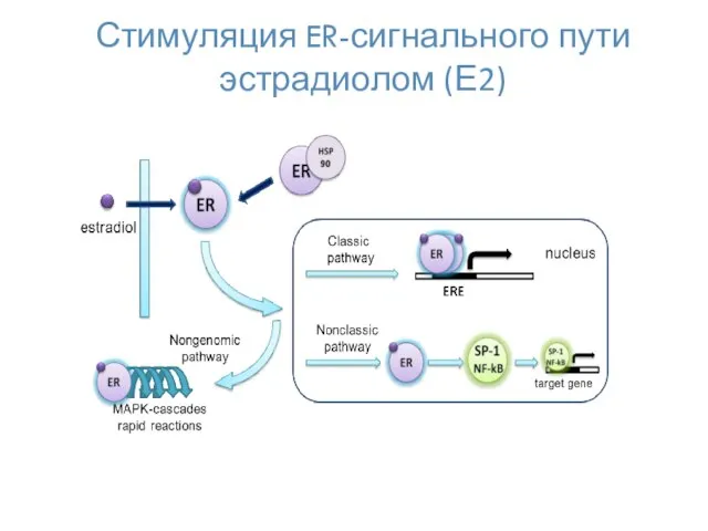 Стимуляция ER-сигнального пути эстрадиолом (Е2)