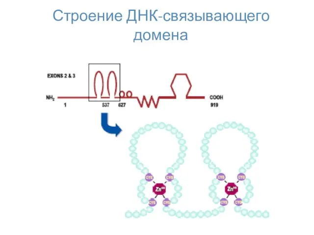 Строение ДНК-связывающего домена